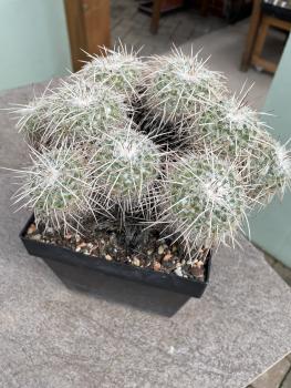 Mammillaria parkinsonii